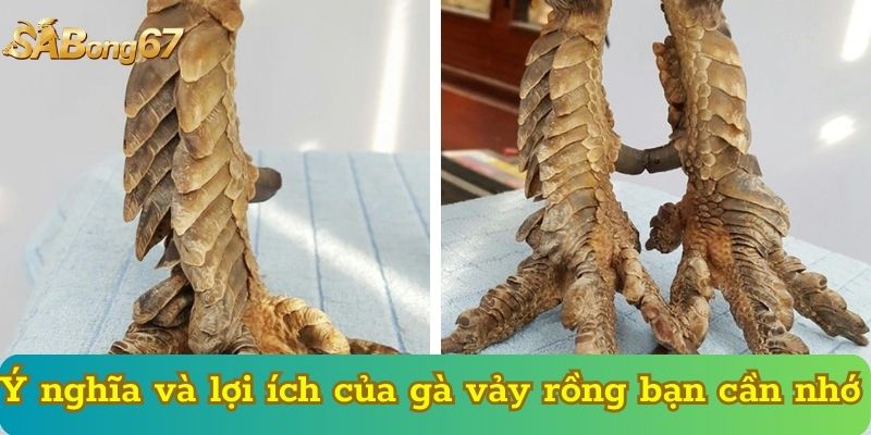 Ý nghĩa và lợi ích của gà vảy rồng bạn cần nhớ